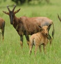 Young Topi with mother