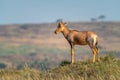 Young topi stands on mound in profile