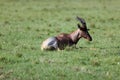 Young topi (Damaliscus lunatus jimela) resting in a field in the Masai Mara, Kenya