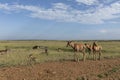 Young Topis at Masai Mara Game Reserve,Kenya Royalty Free Stock Photo