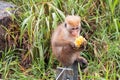 Young Toque Macaque Monkey feeding on a mango at roadside in upcountry Sri Lanka Royalty Free Stock Photo