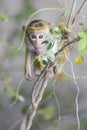 Toque Macaque - Macaca sinica, Sri Lanka Royalty Free Stock Photo