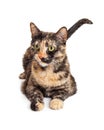 Young Tortie Cat Laying Down Royalty Free Stock Photo