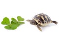 Young Tortoise and trefoil Royalty Free Stock Photo