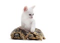 Young Tortoises and cat