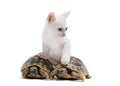 Young Tortoises and cat Royalty Free Stock Photo