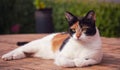 A young Tortoiseshell Calico Cat lying in the sun