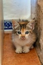 Young tortoiseshell calico kitten cat hiding inbetween wall and cupboard