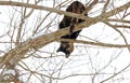 A young tortoiseshell cat in winter on a tree