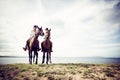 Young Tourist Couple Horseback Riding Royalty Free Stock Photo