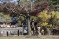 Young tourist feeds deer at the park in Nara, Japan