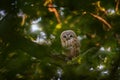 Young towny owl in the forest. Brown owl sitting on tree stump in the dark forest habitat. Beautiful animal in nature. Wildlife Royalty Free Stock Photo