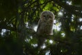 Young towny owl in the forest. Brown owl sitting on tree stump in the dark forest habitat. Beautiful animal in nature. Wildlife Royalty Free Stock Photo