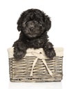 Young Toy Poodle puppy in wicker basket