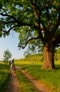 Young traveler with bicycle looking at huge oak