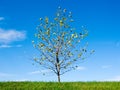 Young Tree in Autumn