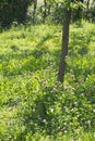 Young tree and backyard hedge with beautiful European melliferous meadow Royalty Free Stock Photo