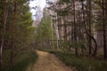 A young tree blocked the road.