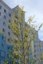 The young tree blossomed with green leaves near the multi-storey building in the city in the spring Royalty Free Stock Photo