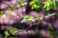 Young tree branch sprout with growing leaves in spring forest Royalty Free Stock Photo