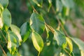 Young Tree Branches Fresh Green Leaves Botanical Foliage Background. Golden Sunlight Flare at Dawn. Easter Nature Awakening Spring Royalty Free Stock Photo