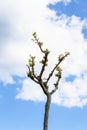 YOUNG TREE WITH BROTHES Royalty Free Stock Photo