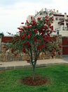 Young tree of Callistemon. Flowers like red brushes. Nice. Spain. Royalty Free Stock Photo