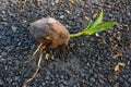 Young tree coconut Royalty Free Stock Photo