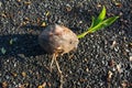 Young tree coconut seedling Royalty Free Stock Photo