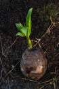 Young tree coconut seedling Royalty Free Stock Photo