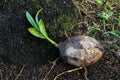 Young tree coconut Royalty Free Stock Photo