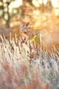 Young tree covered in frost