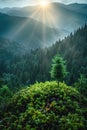 Young tree in the foreground with a sunlit misty forest behind. Royalty Free Stock Photo