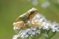 Young tree frog Hyla arborea is sitting on flower Royalty Free Stock Photo
