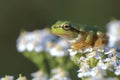 Young tree frog Hyla arborea is sitting on flower Royalty Free Stock Photo