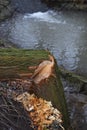 A Tree gnawed by the Beaver kinks Royalty Free Stock Photo