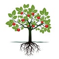 Young Tree with Green Leafs, Roots and Red Apples. Royalty Free Stock Photo