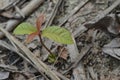 Young tree growing on the ground among the dead leaves Royalty Free Stock Photo