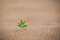 A young tree is growing over sand, on the beach. Growth environment concept. Renewable energy development. Beautiful future of Royalty Free Stock Photo