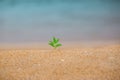 A young tree is growing over sand, on the beach. Growth environment concept. Royalty Free Stock Photo