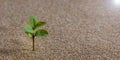 The young tree is growing on the sand Royalty Free Stock Photo