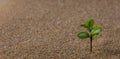 Young tree growing on sand Royalty Free Stock Photo