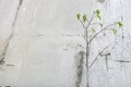 A young tree growing on the wall of old abandoned building