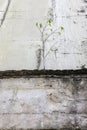 A young tree growing on the wall of old abandoned building