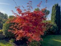 Young tree of Japanese maple with red leaves in park Royalty Free Stock Photo