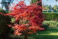 Young tree of Japanese maple with red leaves in park Royalty Free Stock Photo