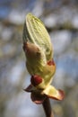 Young tree leaf bud