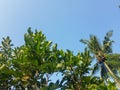 Young tree leaves and coconut trees Royalty Free Stock Photo