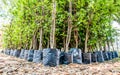 young tree nursery waiting for plant