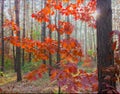 Young tree oak in the forest among the pine trees Royalty Free Stock Photo